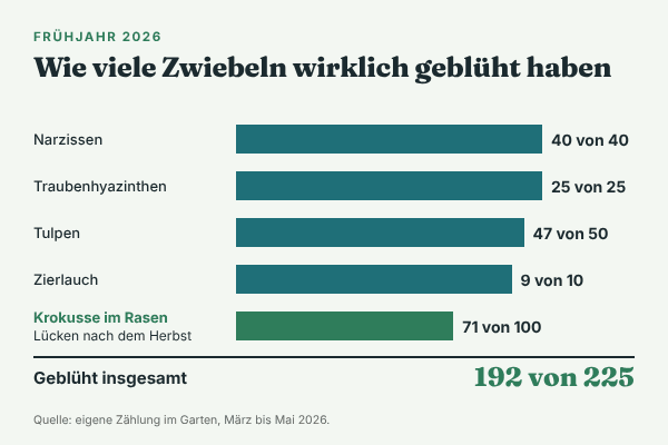 Balkendiagramm: So viele Zwiebeln haben im Frühjahr 2026 geblüht. Narzissen 40 von 40, Traubenhyazinthen 25 von 25, Tulpen 47 von 50, Zierlauch 9 von 10, Krokusse im Rasen 71 von 100, insgesamt 192 von 225