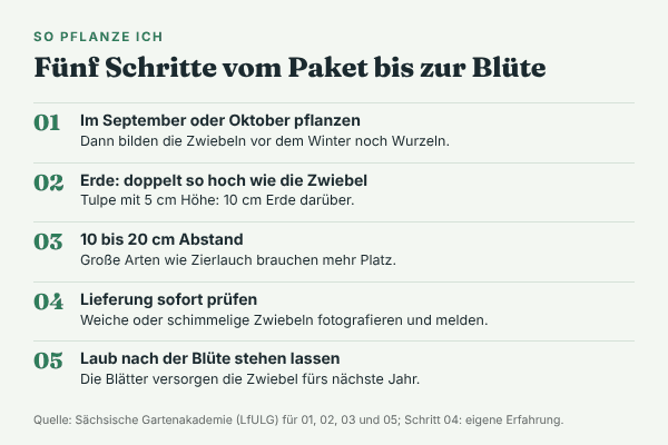 Fünf Schritte zum Pflanzen von Blumenzwiebeln: im September oder Oktober pflanzen, doppelt so viel Erde über der Zwiebel, wie sie hoch ist, 10 bis 20 cm Abstand, Lieferung sofort prüfen, Laub nach der Blüte stehen lassen