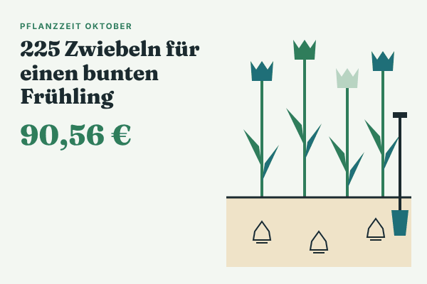 Blumenzwiebeln im Oktober: Was ich für einen bunten Frühling pflanze und was es gekostet hat
