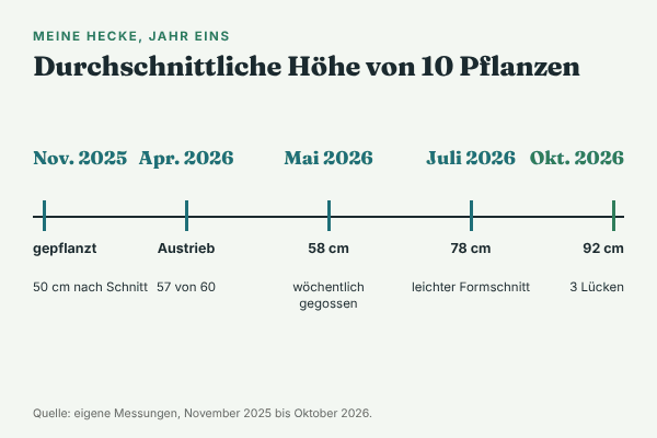 Zeitleiste: Wachstum der Hainbuchenhecke im ersten Jahr. November 2025 gepflanzt mit 50 cm, April 2026 57 von 60 Pflanzen treiben aus, Mai 58 cm, Juli 78 cm, Oktober 2026 92 cm