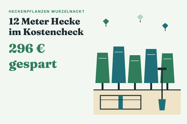 Hecke im Herbst pflanzen: Warum ich wurzelnackte Heckenpflanzen online bestellt habe und was ich gespart habe