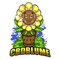 CBD Blume